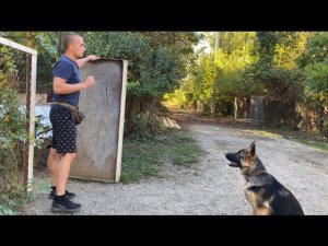 Курс послушания/ Дрессировка Немецкой овчарки по кличке Платон/ Дрессировка с котами