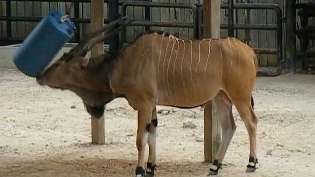 Playful Giant Eland смотреть онлайн