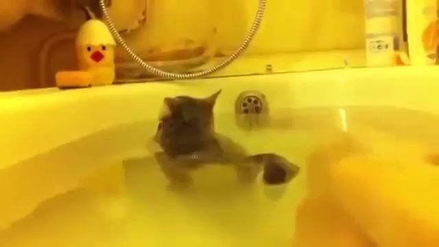 Он не знает что он кот смотреть онлайн