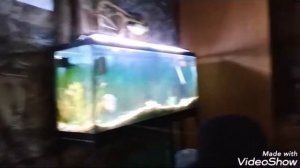 GREEN DRAGON ANCISTRUS PLECO!!!