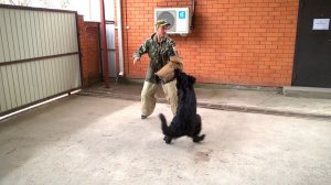 Охрана немецкая овчарка. Защита хозяина во дворе дома