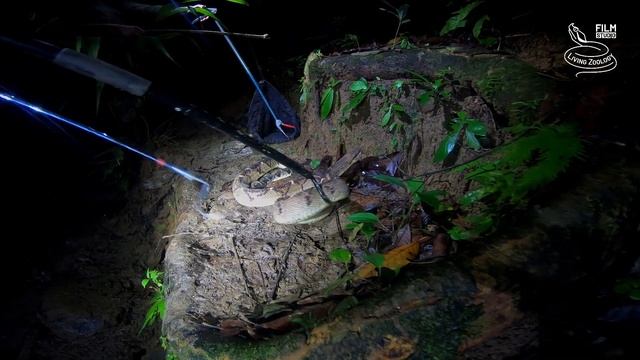 Behind the scenes - herping Costa Rica 3, venomous snakes, wild bushmaster, montane pit vipers смотреть онлайн