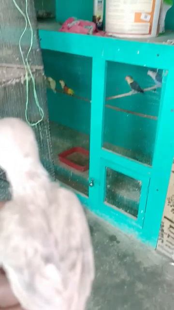 Beautiful chicks *#breeding #lovebirdsbreeding