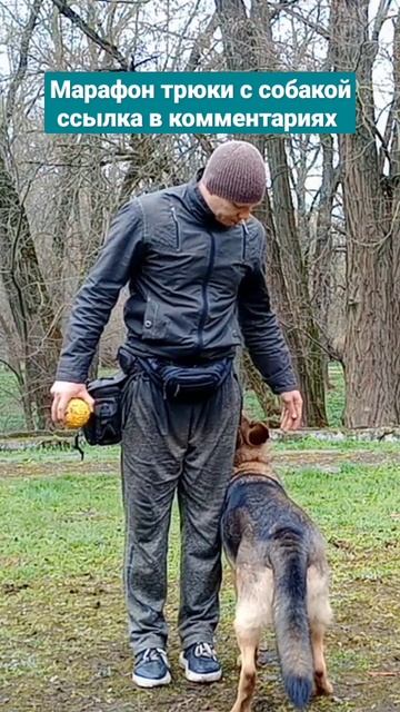 немецкая овчарка смотреть онлайн