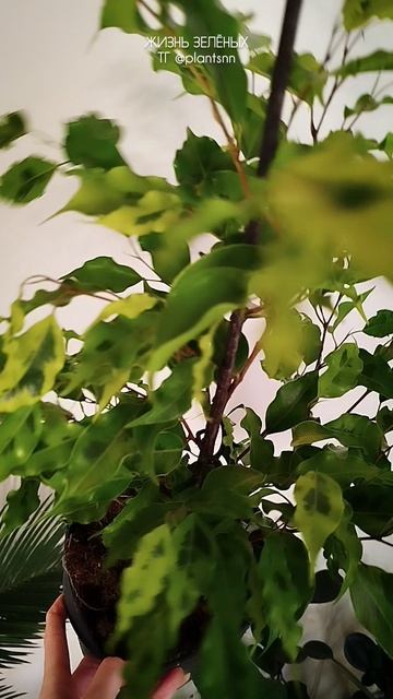 Новые растения в plantsnn ( тг), Фикус Голден Моник Гинсенг, Орхидея, Филодендроны, Алоказия #shorts