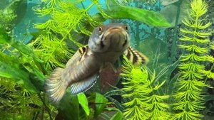 Змееголов Пульхера ( Channa pulchra )