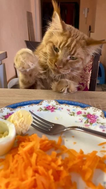 Жорик и морковка #мейнкун #кот смотреть онлайн