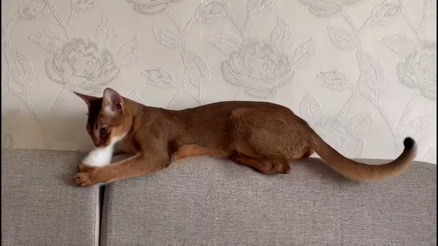 Абиссинская кошка рычит 😾 смотреть онлайн