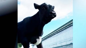 Клонированная корова Звездочка отметила свой первый день рождения на Кубани