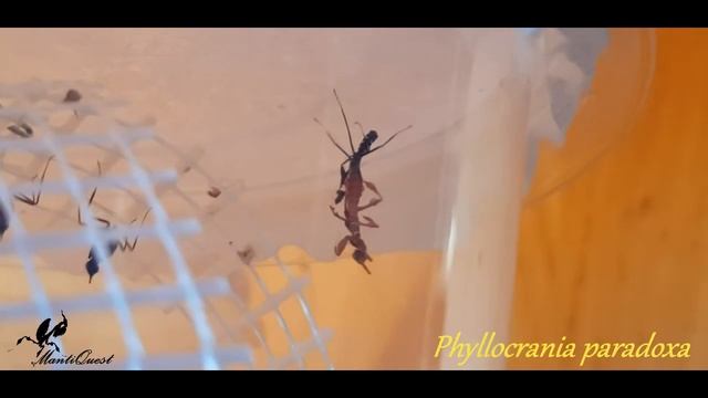 Phyllocrania paradoxa - przyłapana na wylince z L1 na L2 - rosną robaczki смотреть онлайн