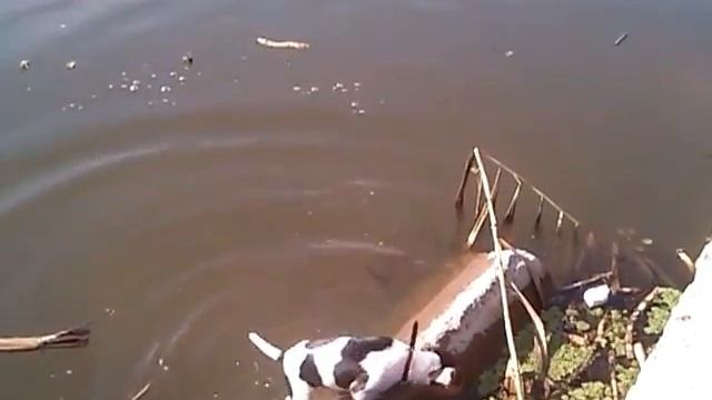 Патрик ловит жаб смотреть онлайн