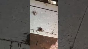 БРАЗИЛЬСКИЕ  ПЧЕЛЫ mini