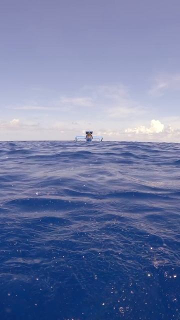 I Saved a Squid From a Tuna смотреть онлайн