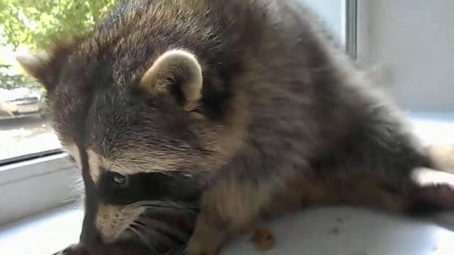 Енот Миша кушает:) смотреть онлайн