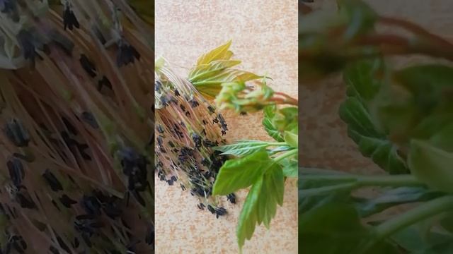 Американский клен. два вида деревьев. смотреть онлайн