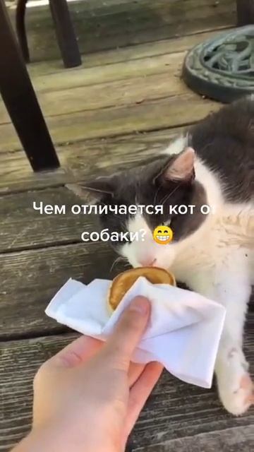 Отличия кота и собаки смотреть онлайн