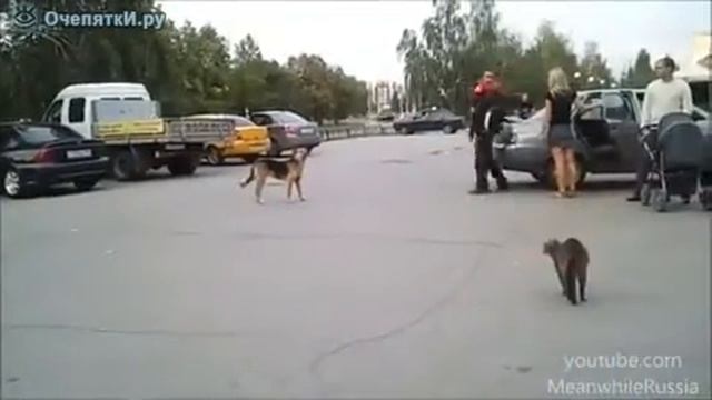 В кота вселился бес смотреть онлайн