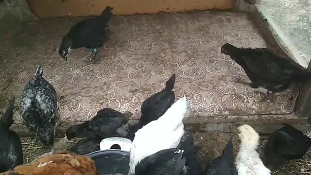 Взрослые цыпки. Которых оставляю себе смотреть онлайн