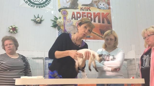 WCF TOYBOB выставка смотреть онлайн