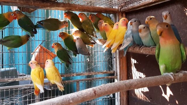 Молодые неразлучники. смотреть онлайн