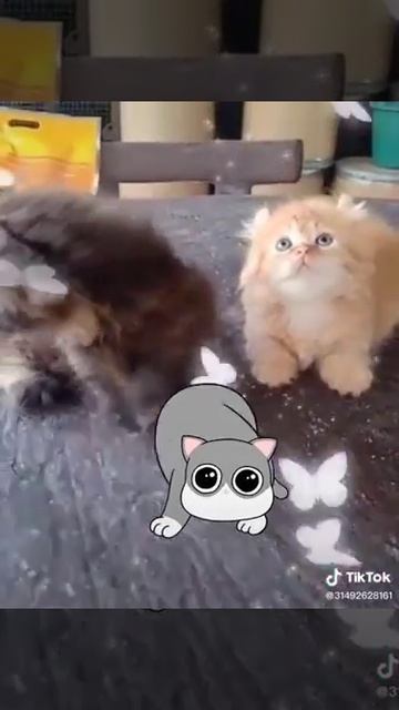 Munchkin cat смотреть онлайн