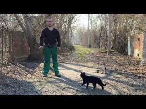 Дрессировка Бигля с котом Марсиком / 3 месяца Рико