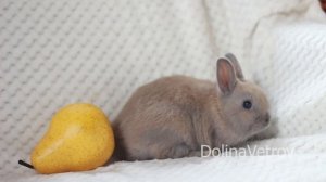 Цветной карлик уши ложки самка изабелловая