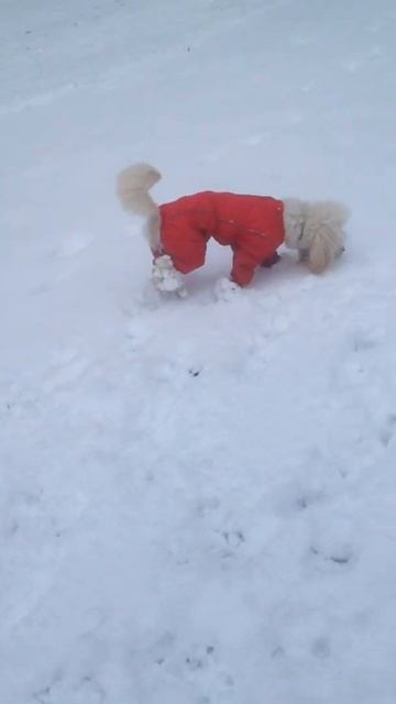 Пудель Маргоша впервые увидела снег.Poodle Margot saw snow for the first time #Shorts