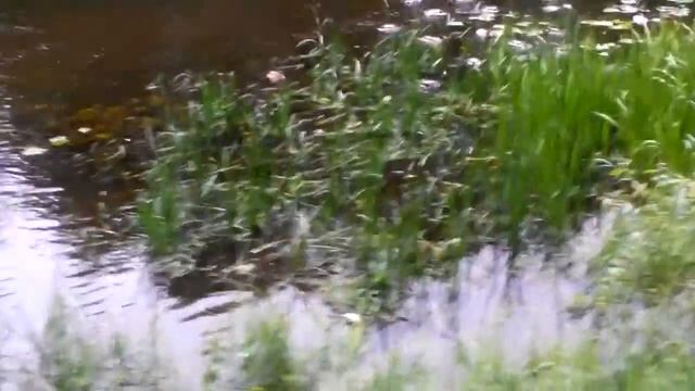 Мини-влог про прогулку ( Лира Спарт и Ника Край) смотреть онлайн