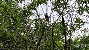 Варакушка🐦сирена📢26.06.22