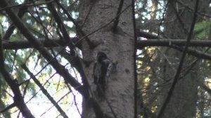 Желтоголовый дятел – кормление птенца