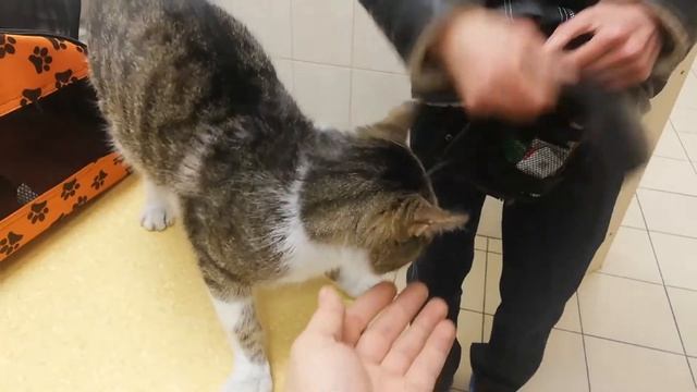 Котик нашел новый дом! смотреть онлайн