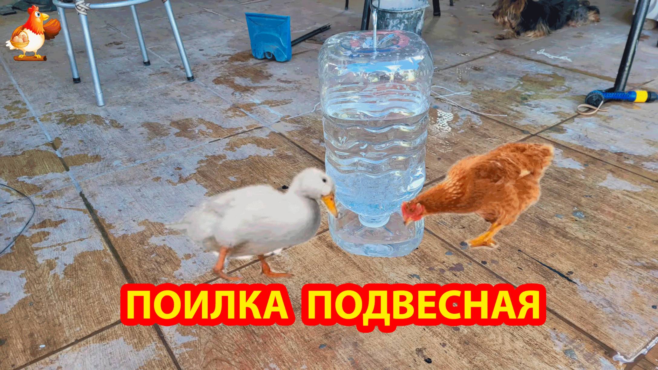 Поилка подвесная из 5 л бутылки для кур и уток 💦🐓🐔