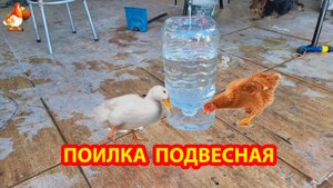 Поилка подвесная из 5 л бутылки для кур и уток 💦🐓🐔