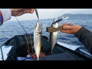 СТАВРИДА - МОРСКАЯ РЫБАЛКА НА ЧЕРНОМ МОРЕ!!!