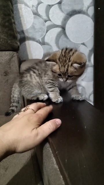 Продаются котята золотая шиншилла.Девочка окрас пятнистый табби на золоте,мальчик золото nu25 смотреть онлайн