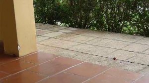 Curtis feeds a Magpie Jay