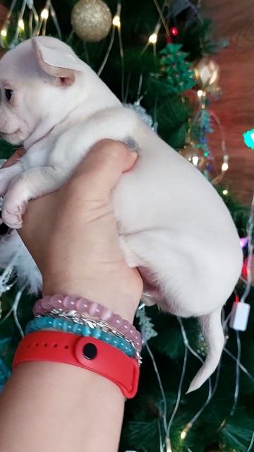 Крошка чихуахуа Кристина Ролексовна продажа щенков питомник Кастропуло Крым+79787458062 смотреть онлайн