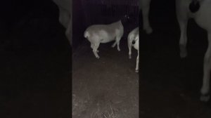 Дорпер ярки от Сергея Катринец, наконец-то приехали👍