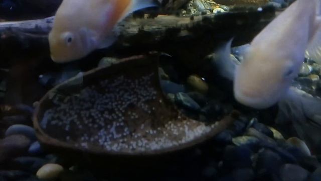 Cichlasoma nigrofasciatum var. Flamingo смотреть онлайн