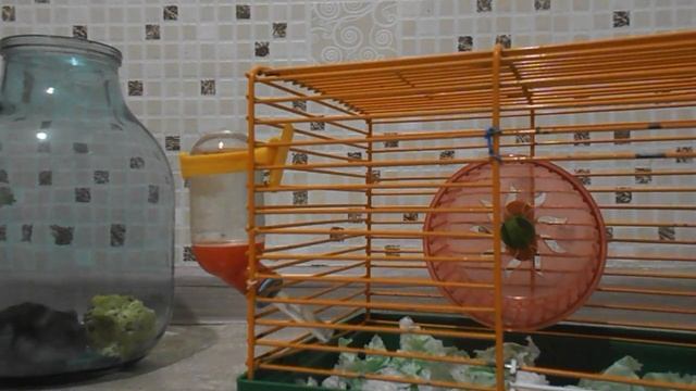 меняем в клетке у хомяка 2 часть смотреть онлайн