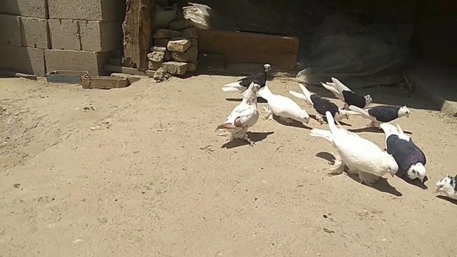 Андижанские кора Хакка, ок двух чуби, учма кабутарлар Асака Олоканотдан томошага Ахмаджон уз