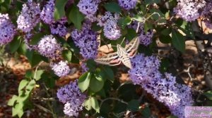 Hummingbird Moth