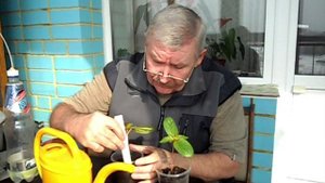 Как не перелить рассаду