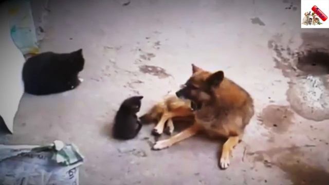 Самый трогательный ролик, который вы когда-либо видели смотреть онлайн