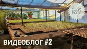 Обзор теплиц! ФЕВРАЛЬ 2025