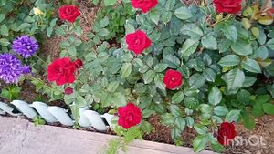 30 мая 2024 г. Цветение плетистых роз Rose de Tolbiac, Highgrove, Penny Lane, Parade и других роз.