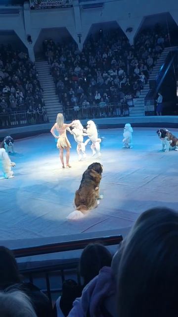 улыбашки! #acrobat #trick #акробатика #пудель #цирк #dog #jump #smile #funny #funnyvideo #trick смотреть онлайн