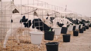 Животноводство.