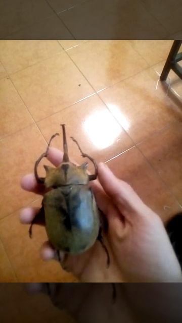 Escarabajo Gigante Megasoma elephas смотреть онлайн